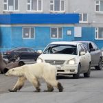Desa Di Rusia Dimasuki Puluhan Beruang Kutub