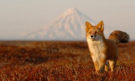 Banyak Hal Menakjubkan Pada Kamchatka Yang Ada Di Rusia