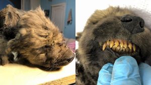 Penemuan Fosil Utuh Berusia 18.000 Di Rusia